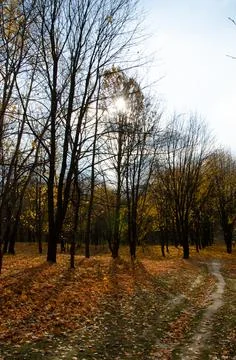 Path between trees with yellow leaves in city park with copy space. Stock Photos