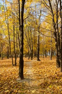 Path between trees with yellow leaves in city park with copy space. Stock Photos