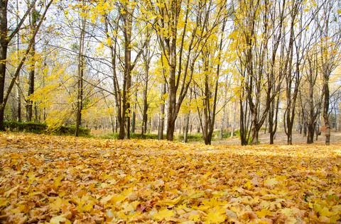 Path between trees with yellow leaves in city park with copy space. Stock Photos