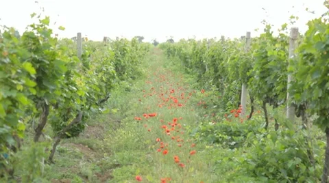 Path between two vineyards with red poppies in the middle Stock-Footage 8562422