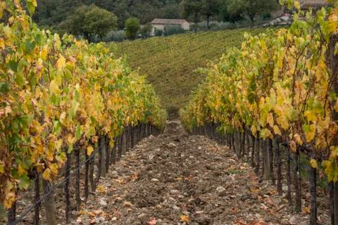 Path between vines in a vineyard, Radda in Chianti, Tuscany, Italy Fotos de archivo