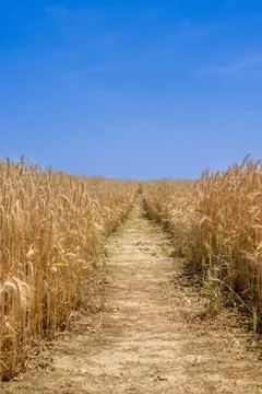 A path between wheat fields Fotos de archivo