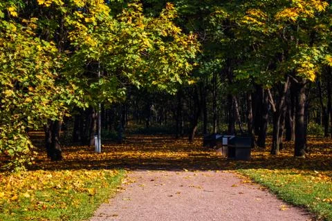Path between yellow trees in autumn park Stock Photos