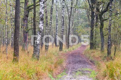 Path in birch forest during autumn Stock Photos