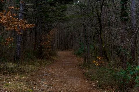 Path In Birch Forest During Autumn Stock Photos