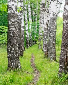 Path in birch forest Stock Photos