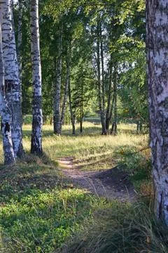 A path in a birch forest to the river Oredezh in Vyritsa Sunny s Stock Photos