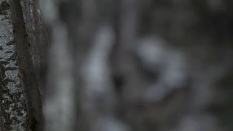 Path in a birch grove Stock Footage 123071438