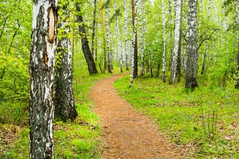 A path in a birch grove. In summer, a path runs through the birch trees in th 스톡 사진