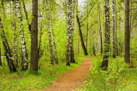 A path in a birch grove. In summer, a path runs through the birch trees in th Stock Photos