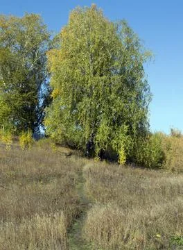 The path to the birch Foto stock