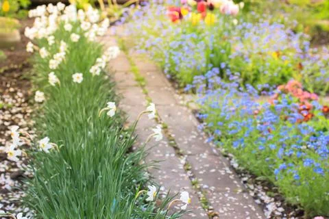 A path in blooming garden. Different flowers. Forget-me-nots, tulips, daffodils. Stock Photos