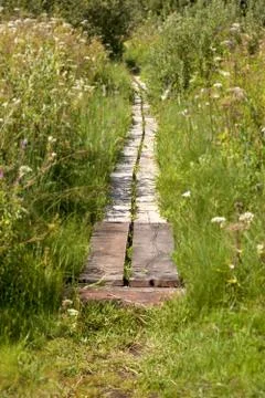 Path with boards in swamp Stock Photos