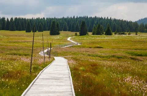 Path from the bog Stock Photos