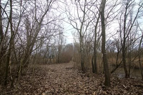 Path bordered by bare bushes in the middle of a marsh in the italian countrys Stock Photos