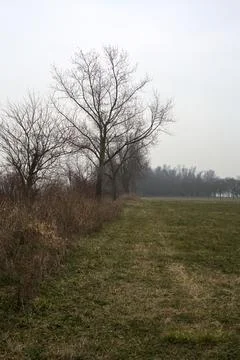 Path bordered by bare trees in a park next to a field on a cloudy winter da.. Stock Photos