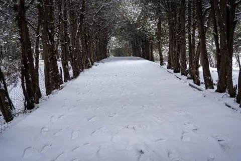 Path, boulevard, winter, snow, snowfall, forest Stock Photos