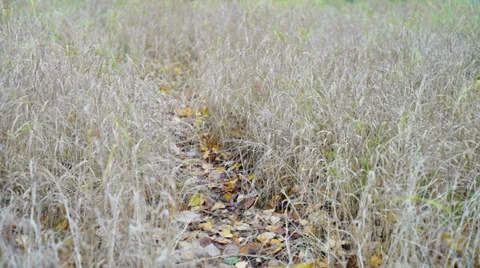 Path with bright leaves through the autumn field Stock Footage 32931776