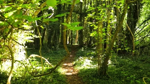 Path in British Woodland Stock Footage 226566010