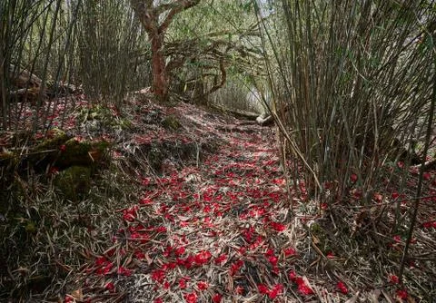The path in the brush bamboo forest, sealed with red petals of rhododendrons. Foto stock