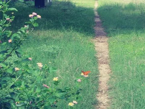 Path with butterfly Foto stock