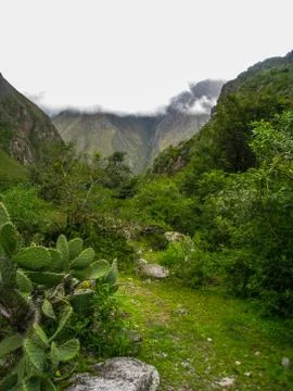 A path with cactus in the Andes mountains. Stock Photos