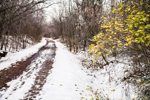The path in canadian forest in Foto stock