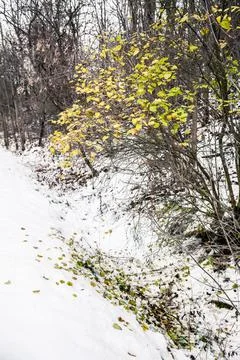 The path in canadian forest in Stock Photos