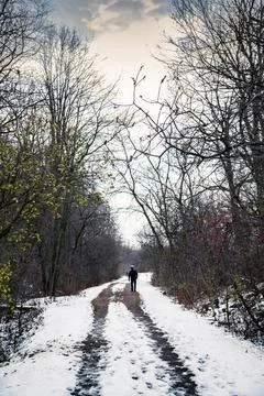 The path in canadian forest in Stock Photos