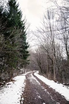 The path in canadian forest in Stock Photos