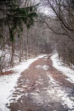 The path in canadian forest in Stock Photos