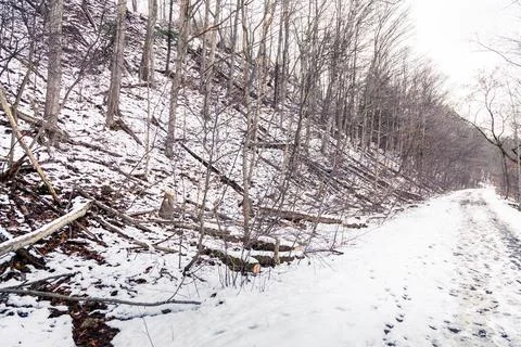 The path in canadian forest in Stock Photos