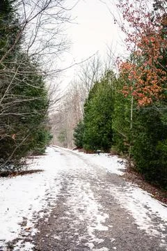 The path in canadian forest in Stock Photos
