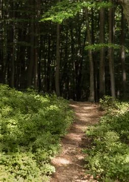 Path in the Carpathians through blueberry bushes.... path in the Carpathians  Foto stock