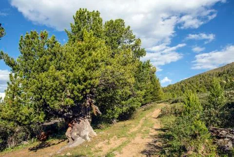 A path in the cedar forest with huge trees . Stock Photos