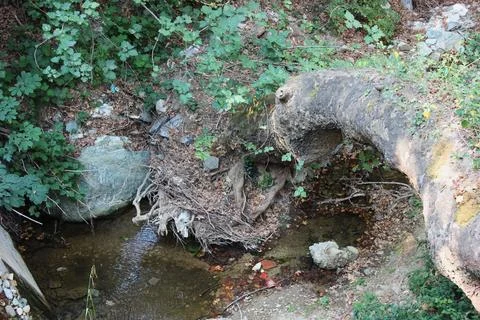 The path of the centaurs (after Cyclone Daniel) Portaria Pelion Greece Stock-Fotos
