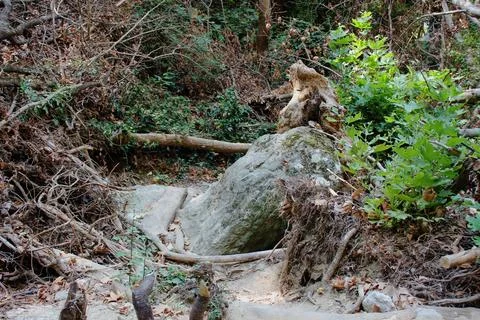 The path of the centaurs (after Cyclone Daniel) Portaria Pelion Greece Stock-Fotos