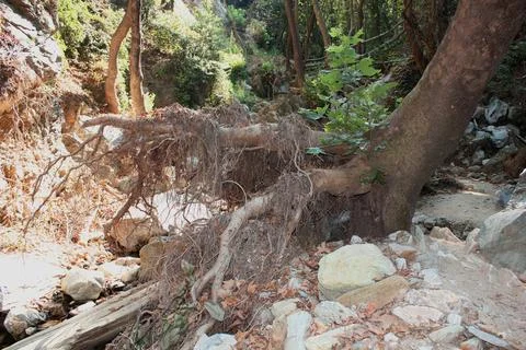 The path of the centaurs (after Cyclone Daniel) Portaria Pelion Greece Stock-Fotos