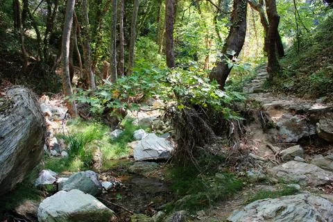The path of the centaurs (after Cyclone Daniel) Portaria Pelion Greece Fotos de archivo