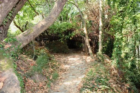 The path of the centaurs (after Cyclone Daniel) Portaria Pelion Greece 스톡 사진