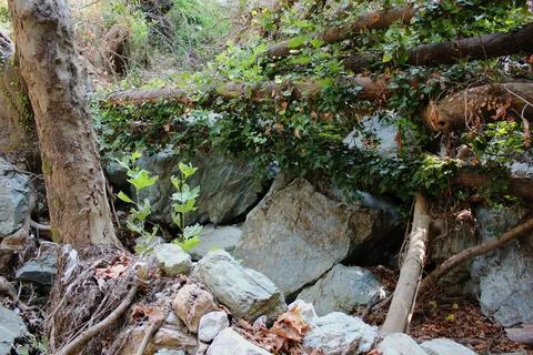 The path of the centaurs (after Cyclone Daniel) Portaria Pelion Greece Stock Photos