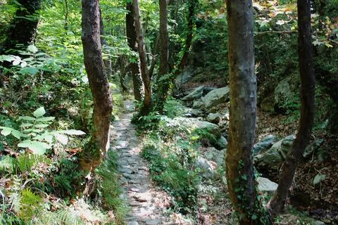 The path of the centaurs (after Cyclone Daniel) Portaria Pelion Greece Stock Photos