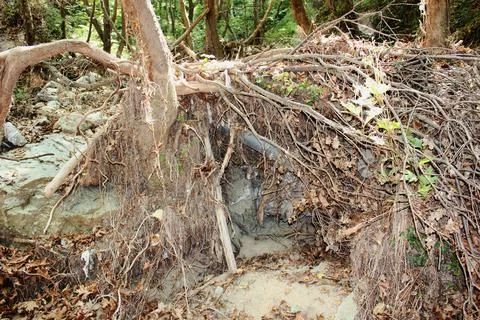 The path of the centaurs (after Cyclone Daniel) Portaria Pelion Greece Stock-Fotos