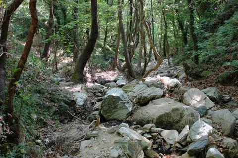 The path of the centaurs (after Cyclone Daniel) Portaria Pelion Greece Stock Photos