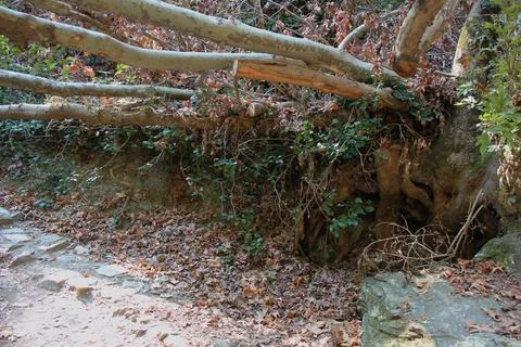 The path of the centaurs (after Cyclone Daniel) Portaria Pelion Greece Stock-Fotos