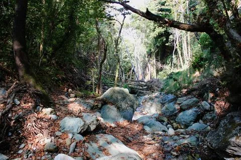 The path of the centaurs (after Cyclone Daniel) Portaria Pelion Greece Stock Photos