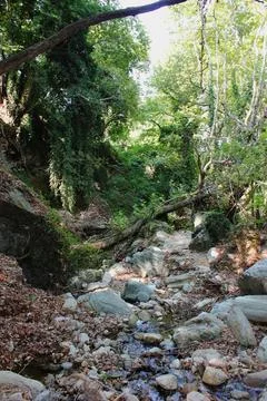 The path of the centaurs (after Cyclone Daniel) Portaria Pelion Greece Stock-Fotos