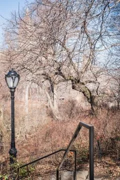 Path to Central Park Lake through leafless branches of bushes at the end of w Stock Photos