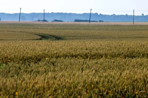 Path to the cereal field Stock Photos