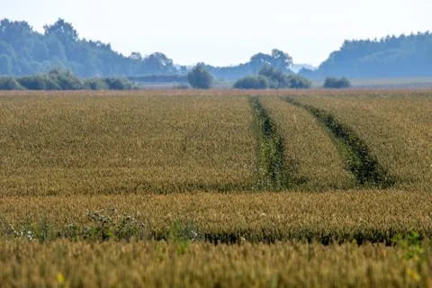 Path to the cereal field Stock Photos